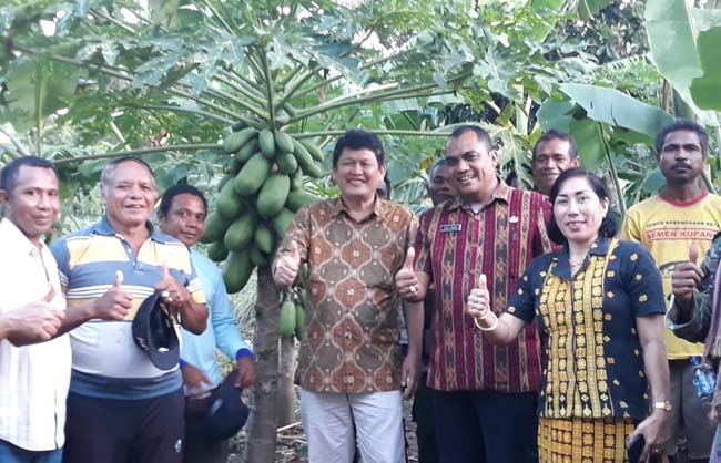 Lahan Percontohan, Kiat THL-TBPP Kupang Gugah Etos Kerja Petani